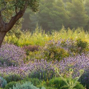 Παραλιακό Μέτωπο 